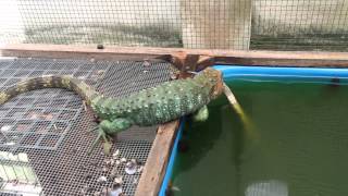 Caiman Lizard trying to breed [upl. by Irah]