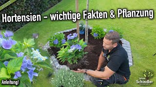 Hortensien  die wichtigsten Tipps für schöne und gesunde Pflanzen Hydrangea macrophylla [upl. by Farl]