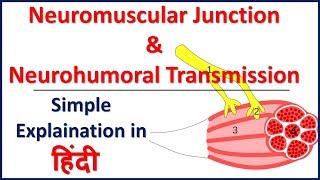 Neuromusular Junction and Neurohumoral Transmission simple explaination in Hindi  Bhushan Science [upl. by Asilam]