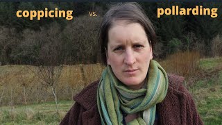 Coppicing vs pollarding willow for basket making Our experience so far [upl. by Dorice]