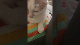 Nessy has his moments of brilliance 😁🤣😂🤭🥰🫣🤔🤣 cat nessy funny silly aww cute adorable [upl. by Normak]