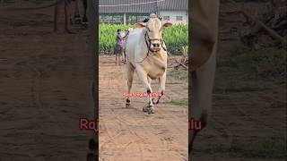 GMR Bulls 6 teeth Bull simhadri [upl. by Narej]