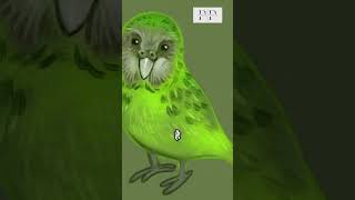 Kakapo shorts ytshorts viralshorts wildlife nature animals pathshalaplace kakapo facts [upl. by Tench127]