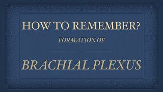 BRACHIAL PLEXUS FORMATION [upl. by Sedgewinn]