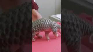 Pangolin [upl. by Milzie]