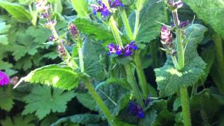 Meadow Clary Salvia Pratensis  20120512 [upl. by Treharne]