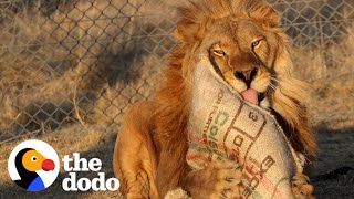 Watch This ShutDown Lion Taste Freedom For The First Time  The Dodo [upl. by Atilol]