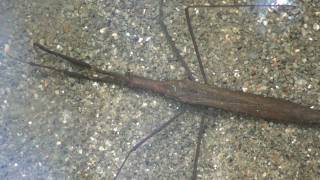 Brown Water Scorpion Nepidae Ranatra fusca Locomotion [upl. by Macy]