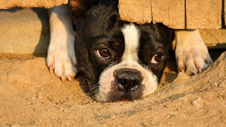 Boston Terrier Breed Care Guide [upl. by Jennee]