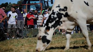 Le secteur laitier européen na pas digéré la fin des quotas [upl. by Fornof]