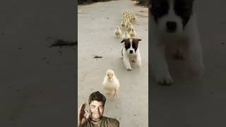 SUPER 🐕 VIDEO REELS dog animals funny duck cute youtubeshorts youtube reels viralvideo [upl. by Asial666]