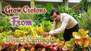 Grow Crotons directly from Cuttings Easily without using Rooting Hormone [upl. by Elmo]