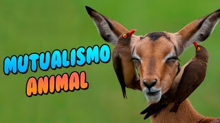 ESPECIES ANIMALES que se AYUDAN entre si MUTUALISMO [upl. by Rosita267]