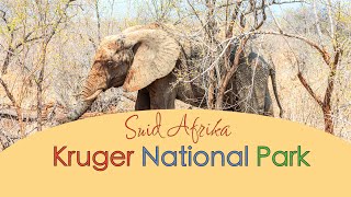 Kruger National Park  Safari [upl. by Edmonda]