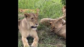 Large Monwana Lion Pride  Timbavati  4 February 2024 [upl. by Baerman]