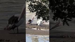 The Australian pelican Pelecanus conspicillatus birds pelican bird [upl. by Airda]