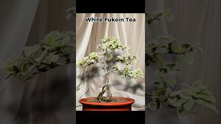 White Fukein Tea Bonsai Material 🌳 bonsai bonsailovers gardening ytshorts shortsviral planting [upl. by Simsar]