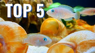 The Best Cichlids for Small Aquariums [upl. by Amilah]