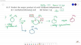 Predict the major product of acid catalysed dehydration i 1methylcyclohexanol and ii butan1ol [upl. by Naerda181]