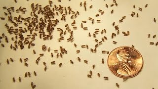 Home Remedies to Get Rid of Gnats [upl. by Eiznekcam]