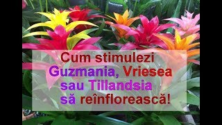 Cum stimulezi reinflorirea la Guzmania Vriesea Tillandsia și Aechmea [upl. by Ring46]