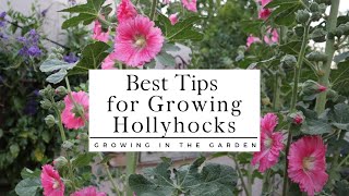 Growing hollyhocks from seeds to flowers with step by step update on different stages of growth [upl. by Elvina]