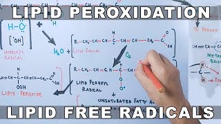 Mechanism of Lipid Peroxidation [upl. by Ahtamas]