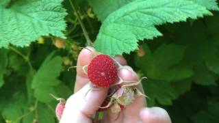 Thimbleberries  a native SHADELOVING raspberry [upl. by Atsugua]