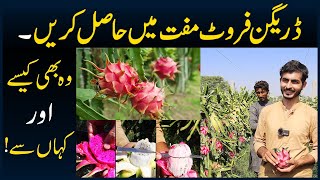 Dragon Fruit Farm In Pakistan Lahore amp Karachi  Dragon Fruit Farming  Dragon Fruits amp Plants [upl. by Hubey]