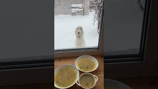 Fly Russian wolfhound borzoi winter dog [upl. by Nabila]