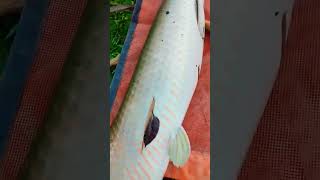 Pirarucu gigante shorts pescaria fishing life explore tiktok reels pirarucu [upl. by Okemak28]