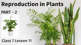 REPRODUCTION IN PLANTS Class 7 Lesson 11 Part 2 Future Kids Science [upl. by Anwat]