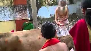 Gomatha Pooja at Raghavendra Swamy Mutt Srirangam [upl. by Noirret]