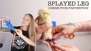 Best Way to TreatPrevent Splayed Legs in Baby Chicks [upl. by Oiredised172]