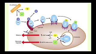 Bacillus anthracis  Microbiology Boot Camp [upl. by Adnorhs479]