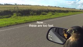 Car hawking video 16 FAT HAWK falconry Sharp shinned hawk [upl. by Nylidam]