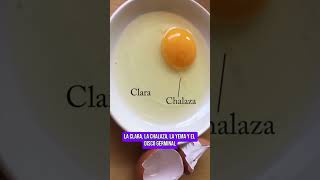 🥚EL HUEVO NO ES UNA CÉLULA [upl. by Crespo136]