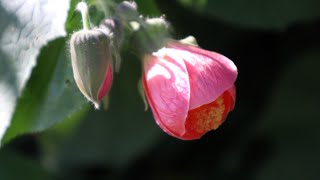 Callianthe jujuiensis  Abutilon jujuyense  flora argentina [upl. by Oiramej]