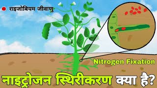 नाइट्रोजन स्थिरीकरण कैसे होता है  Role of Rhizobium Bacteria in Nitrogen Fixation Process in Hindi [upl. by Griffiths]