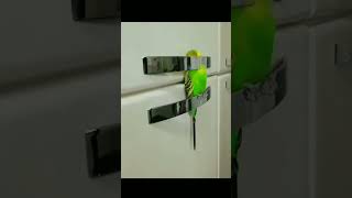 Tropical Birds with Names and Sounds in 4Kshort [upl. by Naraj]