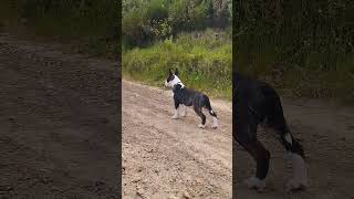 Bull Terrier Puppy [upl. by Ludly]