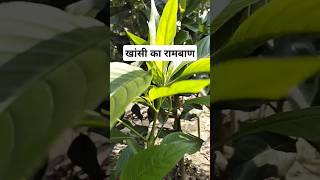 🦠🦠khasi ka Ram ban upai song bollywood music newsong tseries ayurveda ayurvedaeveryday [upl. by Lennor]