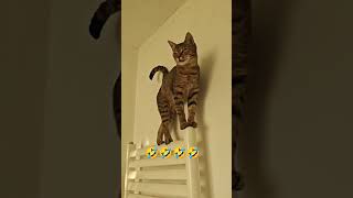 Miaow Miaow Meow🤣🤣kitten funny [upl. by Ennail]