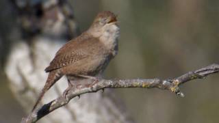 House Wren [upl. by Ellerey]