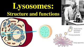 Lysosomes  Structure and Functions of lysosomes  Polymorphism in lysosomes  Primary lysosomes [upl. by Nitniuq]