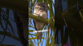 Tawny Frogmouth Bird Master of Camouflage [upl. by Zach638]