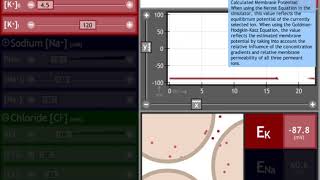 Simulador de potenciales de equilibrio y de reposo ecuaciones de Nernst y GoldmanHodgkinKatz [upl. by Littell]