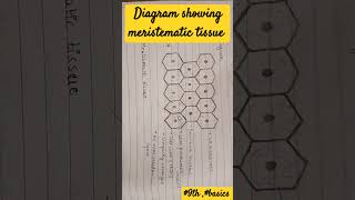 meristematic tissue diagram 9th imp basics neet plant tissue [upl. by Nalim75]