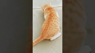 Lamha lamha ye waqt gujar jayega cat bollywoodsongs bollywood catlover catworld lovelycat [upl. by Marvin]