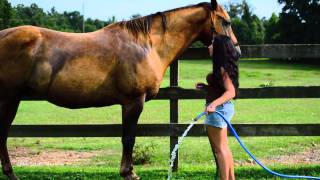 How to wash a nervous horse [upl. by Giamo]